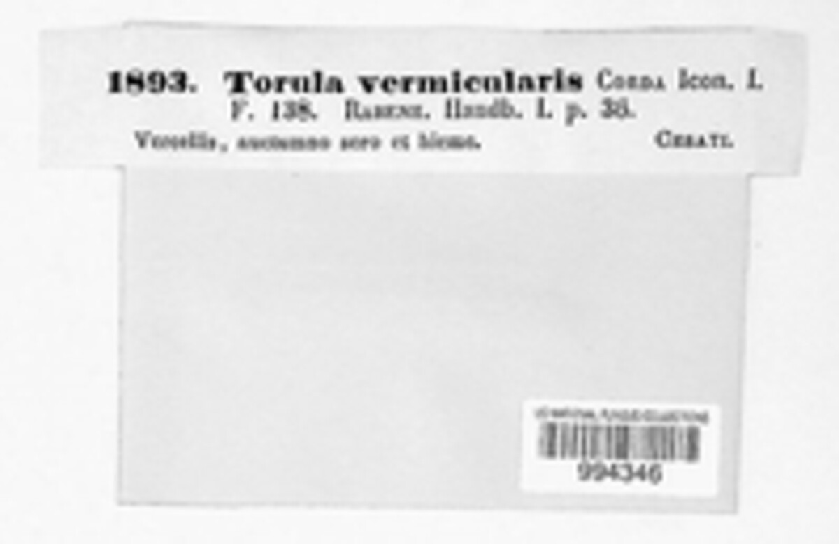 Torula vermicularis image